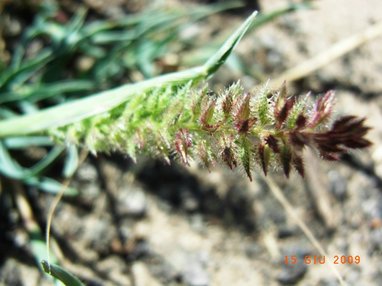 Tragus racemosus / Lappola